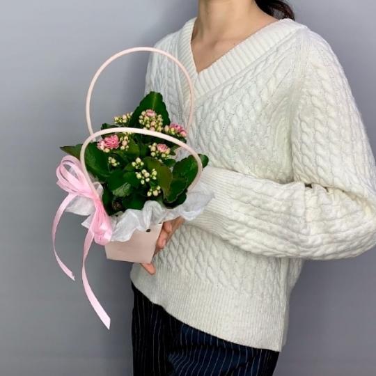 Каланхоэ с розовыми цветками