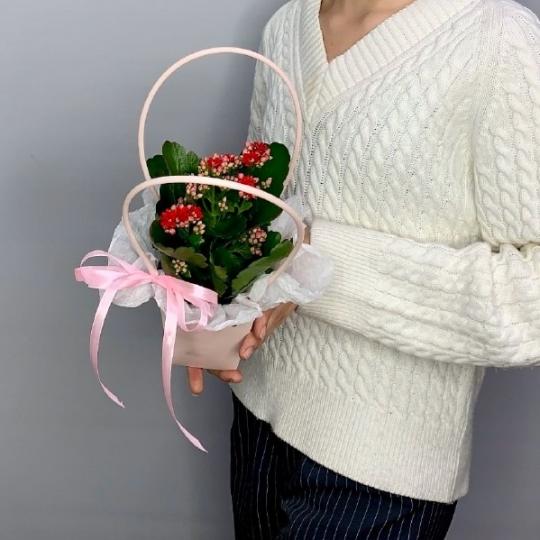 Каланхоэ с красными цветками
