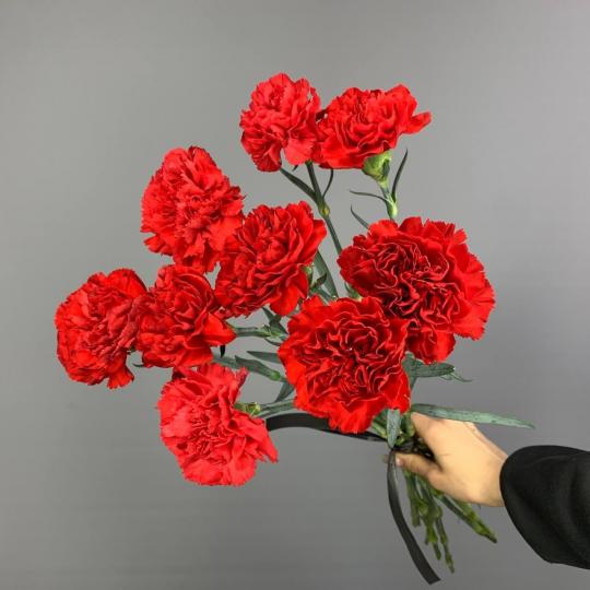 Красные гвоздики